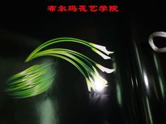 -荷兰布尔玛国际花艺学院