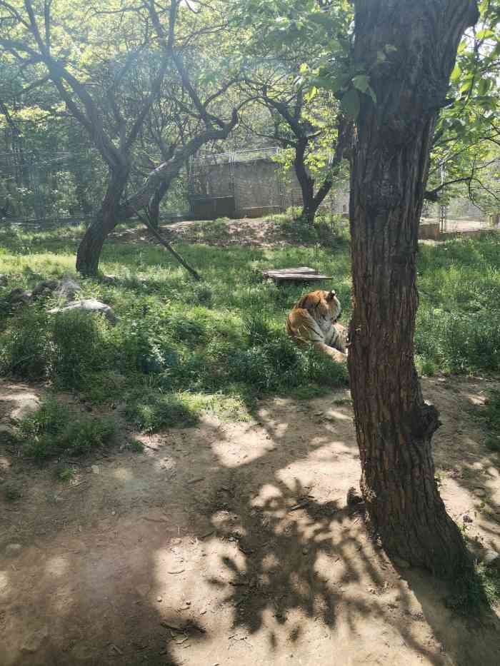 西安秦嶺野生動物園-