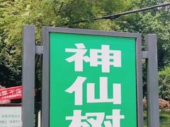 -神仙树公园