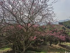-新建村梅花