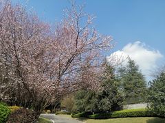 -铁山坪森林公园