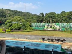 -深圳野生动物园