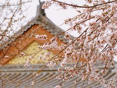 -桃花堤公园
