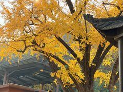 -千年银杏谷文化旅游区