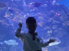 -芜湖新华联大白鲸海洋公园