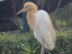 -吉隆坡雀鸟公园