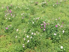 -紫颐香薰山谷景区