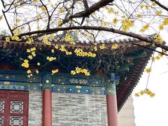-西安大兴善寺