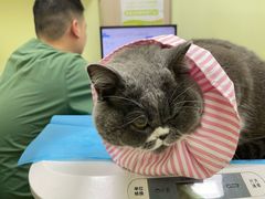 -瑞鹏宠物医院·宠保定点·心脏科·内科(御桥分院)