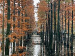 -池杉湖湿地公园