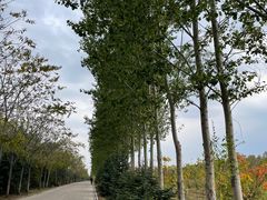 -绥化市森林植物园