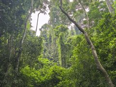 -西双版纳原始森林公园