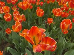 -洛阳郁金香牡丹园