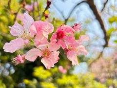 -广州市帽峰山景区