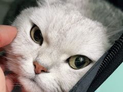 -申普宠物医院·眼科·心内科·影像科(普陀分院)