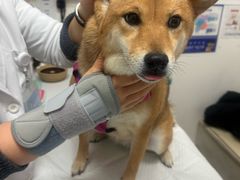-美联众合动物医院·24h转诊中心