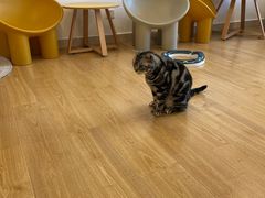 -有喵·猫咖·狗咖·30几只猫10只小狗(岗厦店)