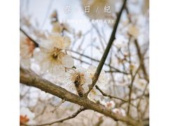 -香雪海