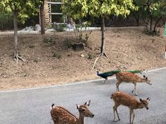 -清迈夜间动物园