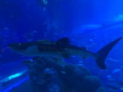 -成都浩海立方海洋公园