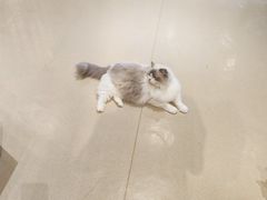 -藏猫猫咖啡主题馆(中央大道店)