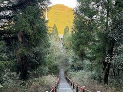 -江西阳明山国家森林公园