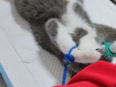 -灵美宠物诊所