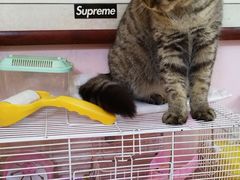 -我爱猫咪·猫咖·狗咖·安哥拉兔·羊驼咖(小寨华旗店)