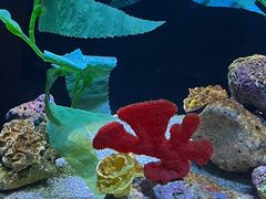 -上海海洋水族馆