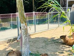 -西霞口神雕山野生动物世界