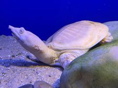 -上海海洋水族馆