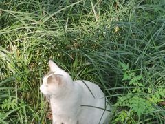 -西园寺