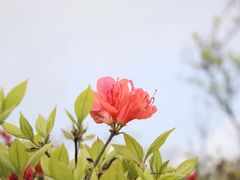 -大围山国家森林公园