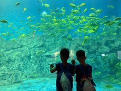 -芜湖新华联大白鲸海洋公园