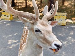 -秦皇岛野生动物园