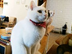-猫咖时代(中山亭店)