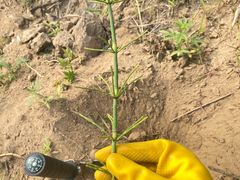 -永定河休闲森林公园