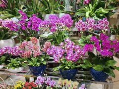 -桂林市花鸟市场