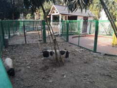 -夏阳湖皇冠假日酒店-自助餐厅