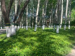 -大兴滨河森林公园