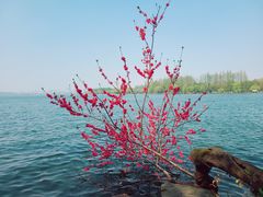 -浙江西子宾馆·牡丹厅