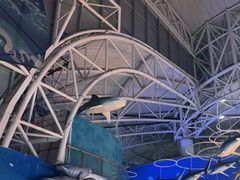 -烟台海昌鲸鲨海洋公园