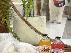 -共舞时光猫咖·狗咖(新街口店)