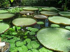 -墨尔本皇家植物园