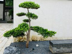 -青果巷历史文化街区