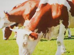 -皇上皇腊味店(下九路店)