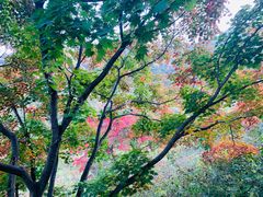 -龙道沟景区