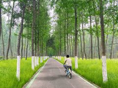 -合肥滨湖国家森林公园