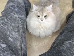 -猫十亿·布偶金渐层·曼基康矮脚猫舍(青年路店)