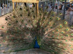 -长白岛森林公园